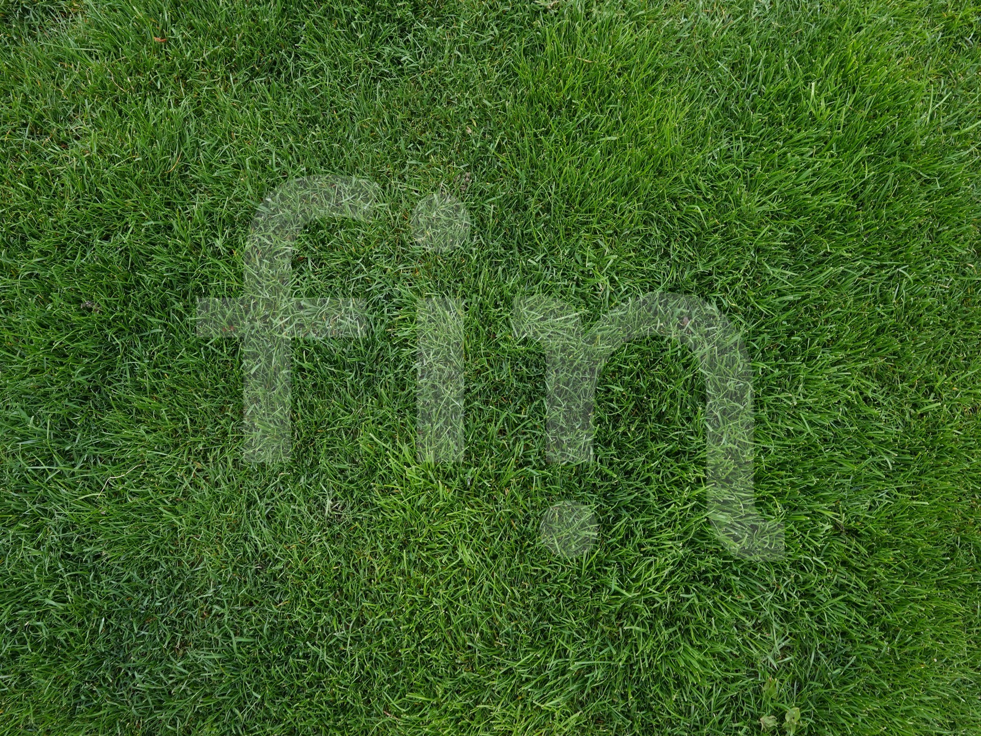 Green grass texture for background