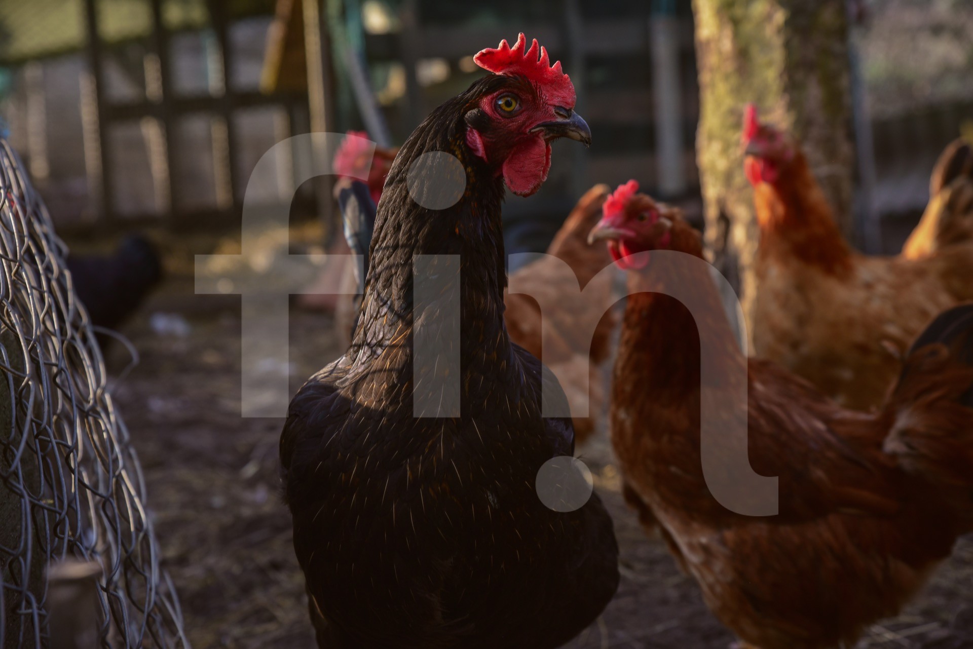 Domestic farm hen chicken