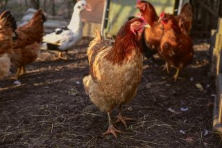 Domestic farm hen chicken